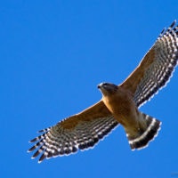 hawk