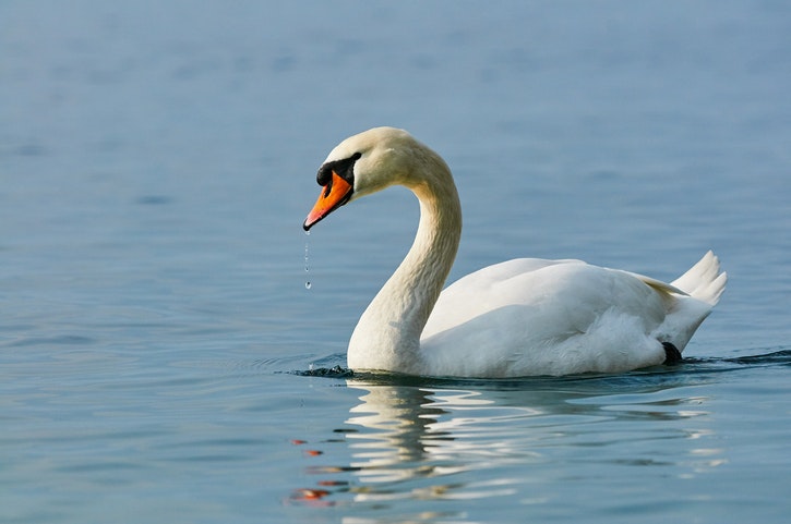 A swan on water, droplets falling from its beak.