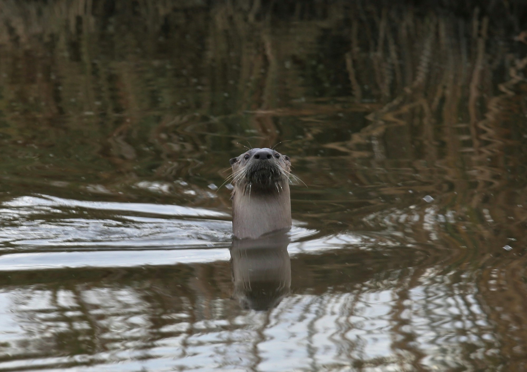 river otter