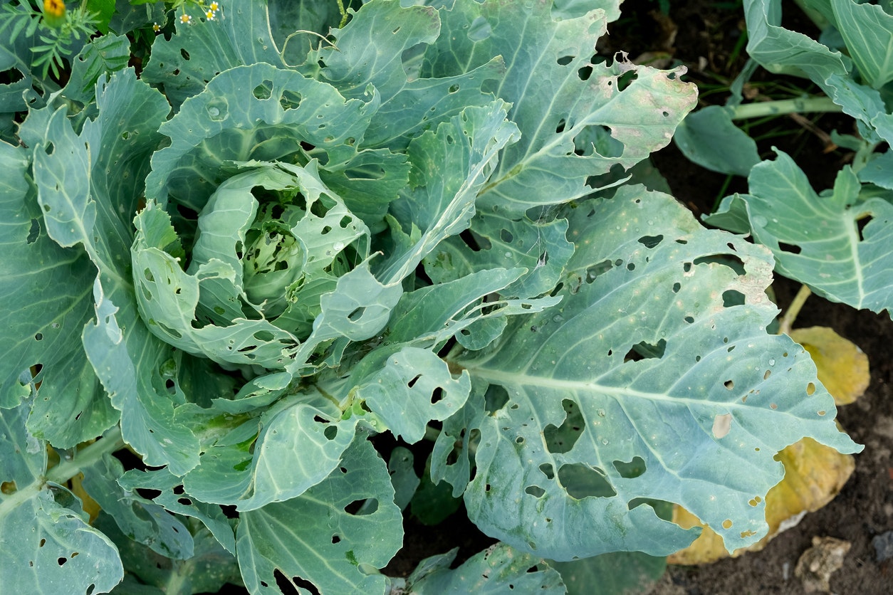 May contain: plant, food, produce, leafy green vegetable, vegetable, and leaf