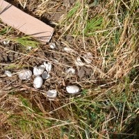 western pond turtle eggs