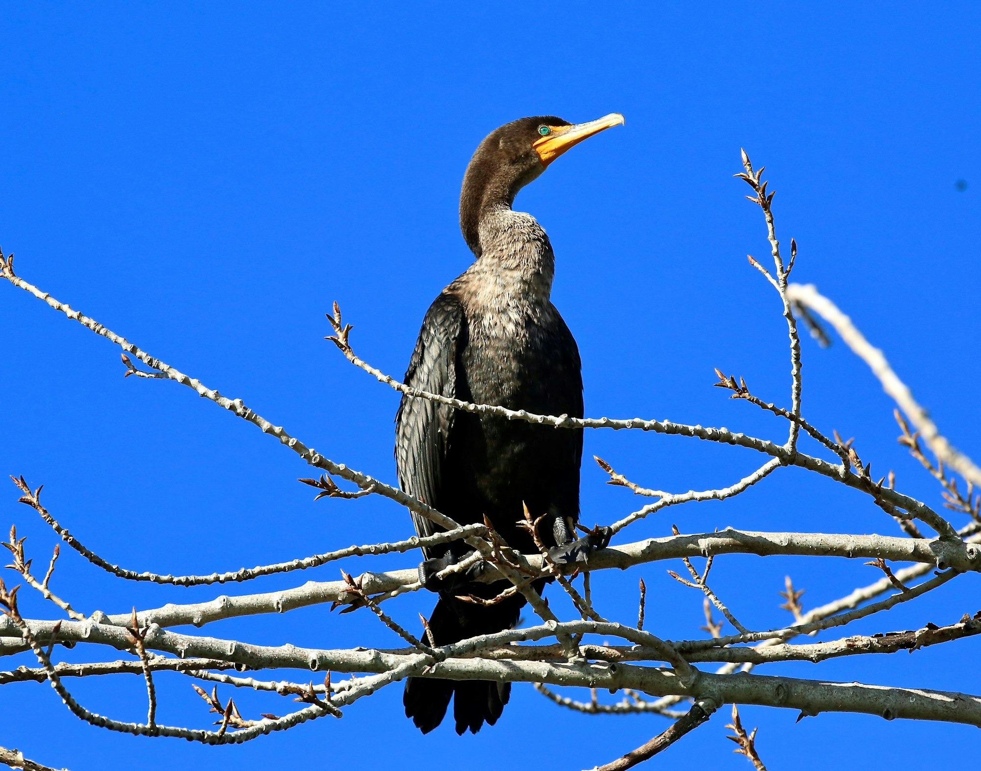 double crested cormorant