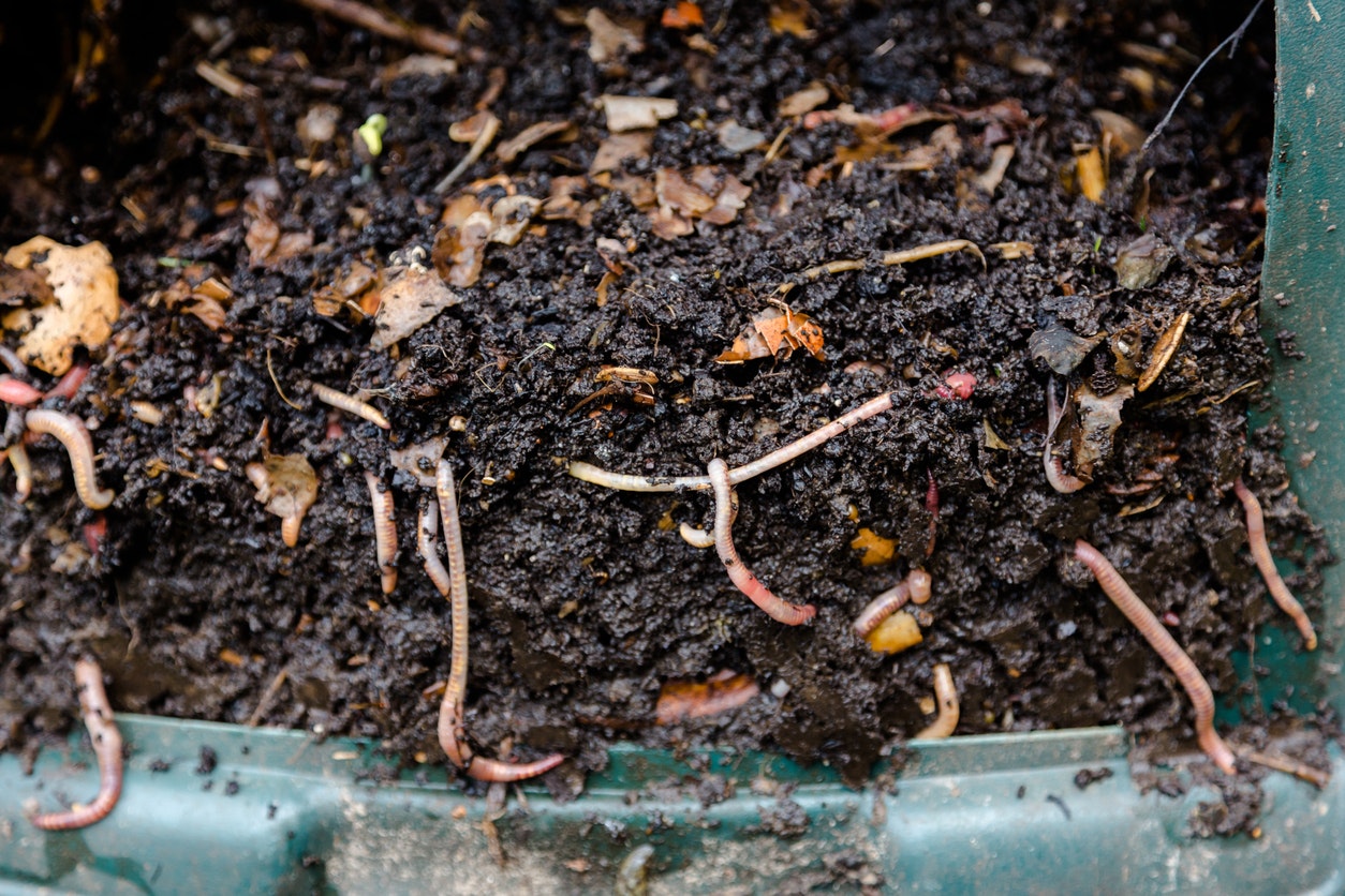 worm composting