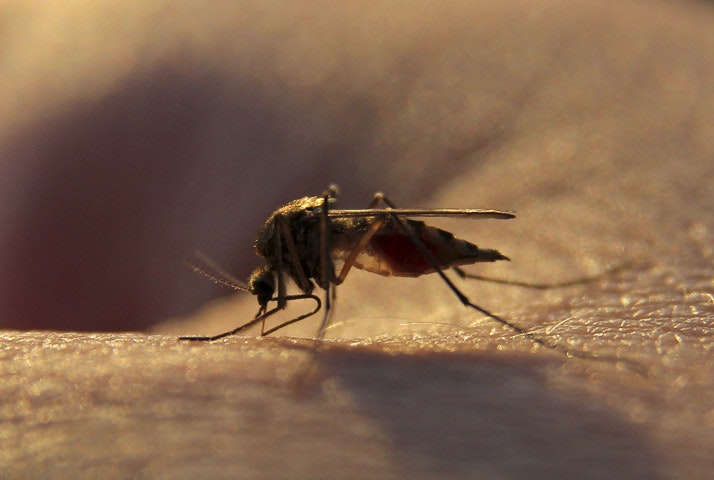 May contain: insect, invertebrate, animal, and mosquito