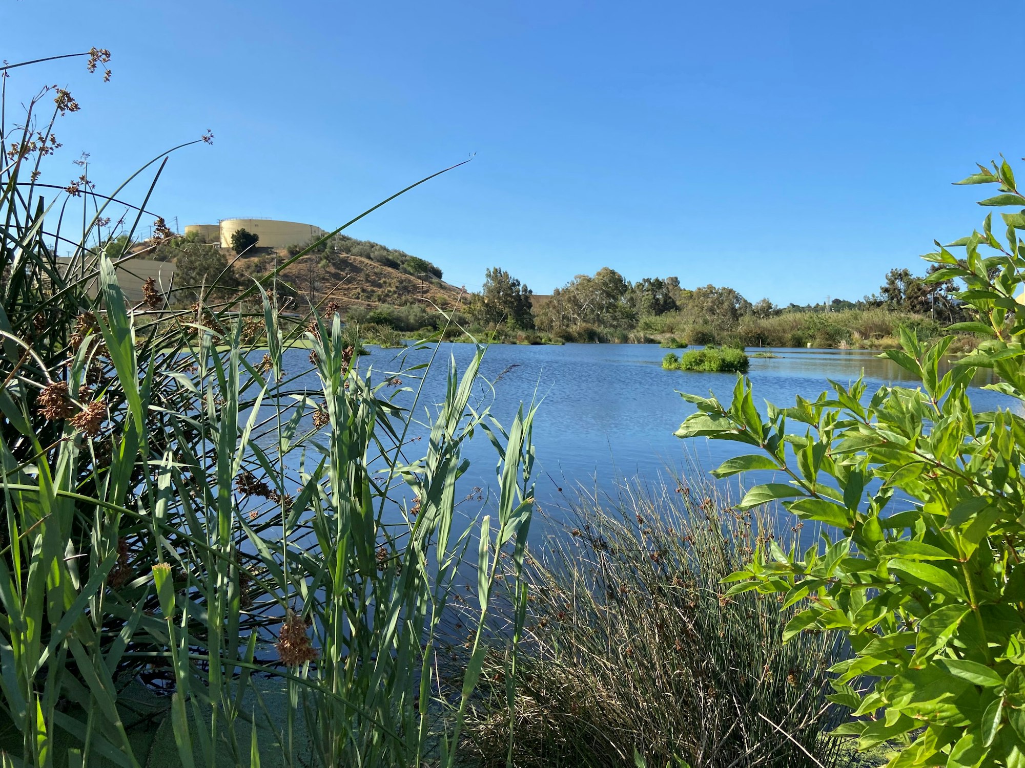 moorhen marsh