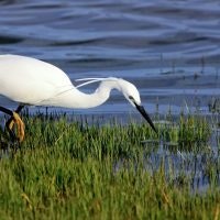 May contain: animal, bird, waterfowl, ardeidae, heron, and egret