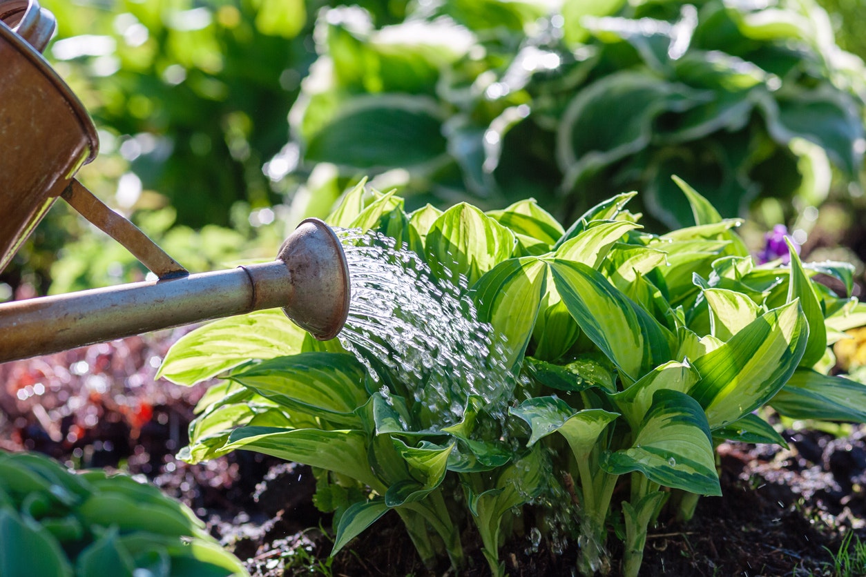A watering can is pouring water onto green plants in a garden.