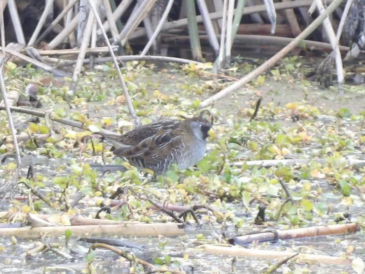 Sora, a bird, walks among reeds and green vegetation in a wetland area.