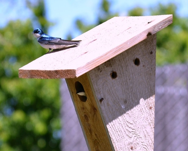 May contain: bird, animal, jay, mailbox, letterbox, bluebird, and blue jay