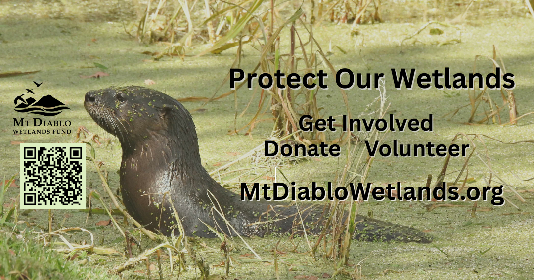 Otter in wetlands. Text: "Protect Our Wetlands. Get Involved. Donate, Volunteer. MtDiabloWetlands.org." Includes a QR code.