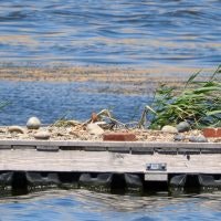 May contain: water, waterfront, pier, port, dock, nature, and outdoors