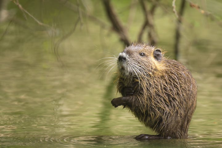 A brown muskrat standing in water with a green, blurred background.