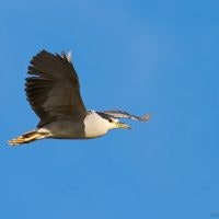 May contain: animal, kite bird, and bird