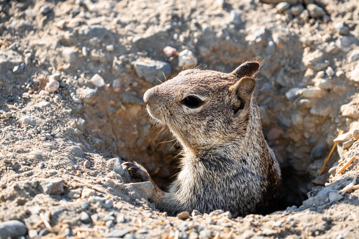 A squirrel peeking out from a burrow in gravelly ground.