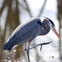 May contain: waterfowl, animal, bird, heron, and ardeidae