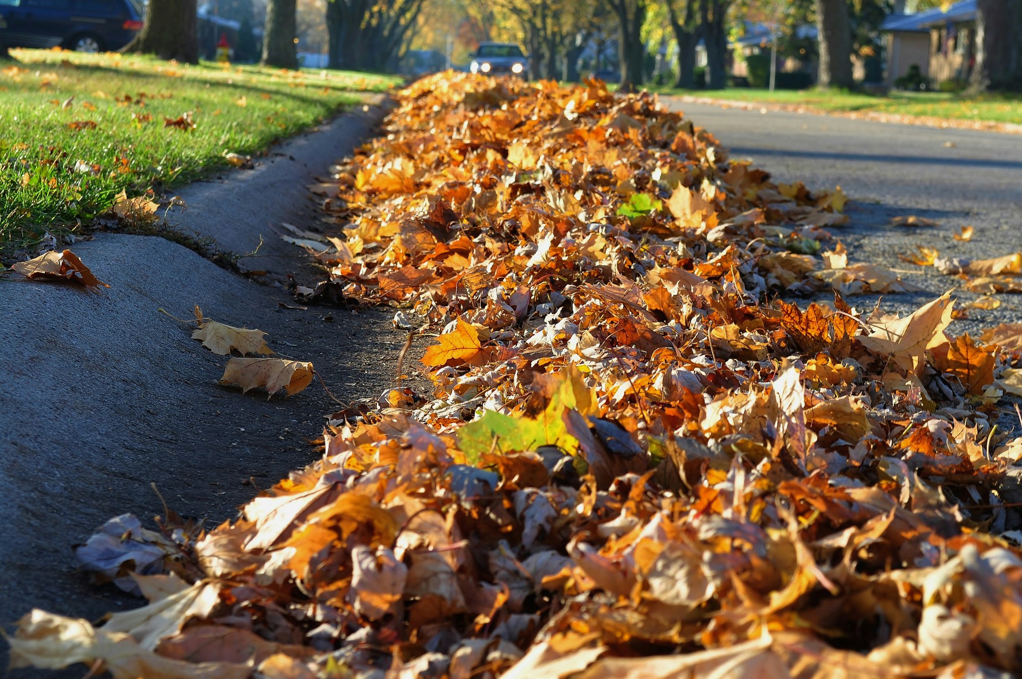 May contain: leaf, plant, tree, car, vehicle, transportation, road, bonfire, flame, and fire