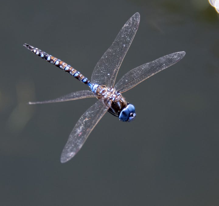 dragonfly