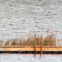 May contain: water, waterfront, dock, pier, and port