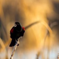 May contain: blackbird, bird, agelaius, and animal
