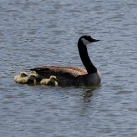 May contain: bird, goose, animal, and waterfowl