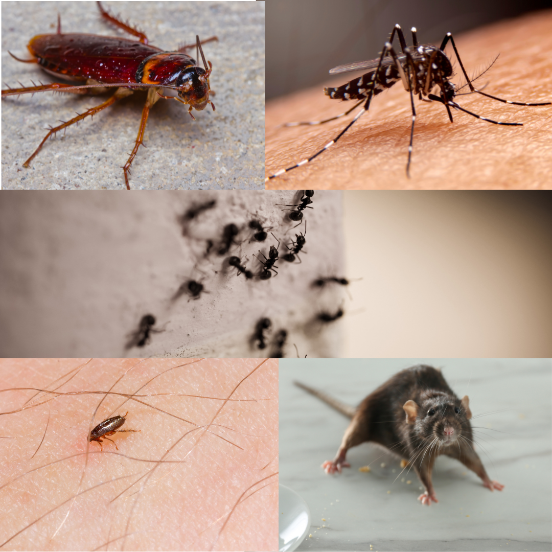 Cockroach, mosquito, ants, flea, and rat.
