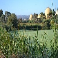 moorhen marsh