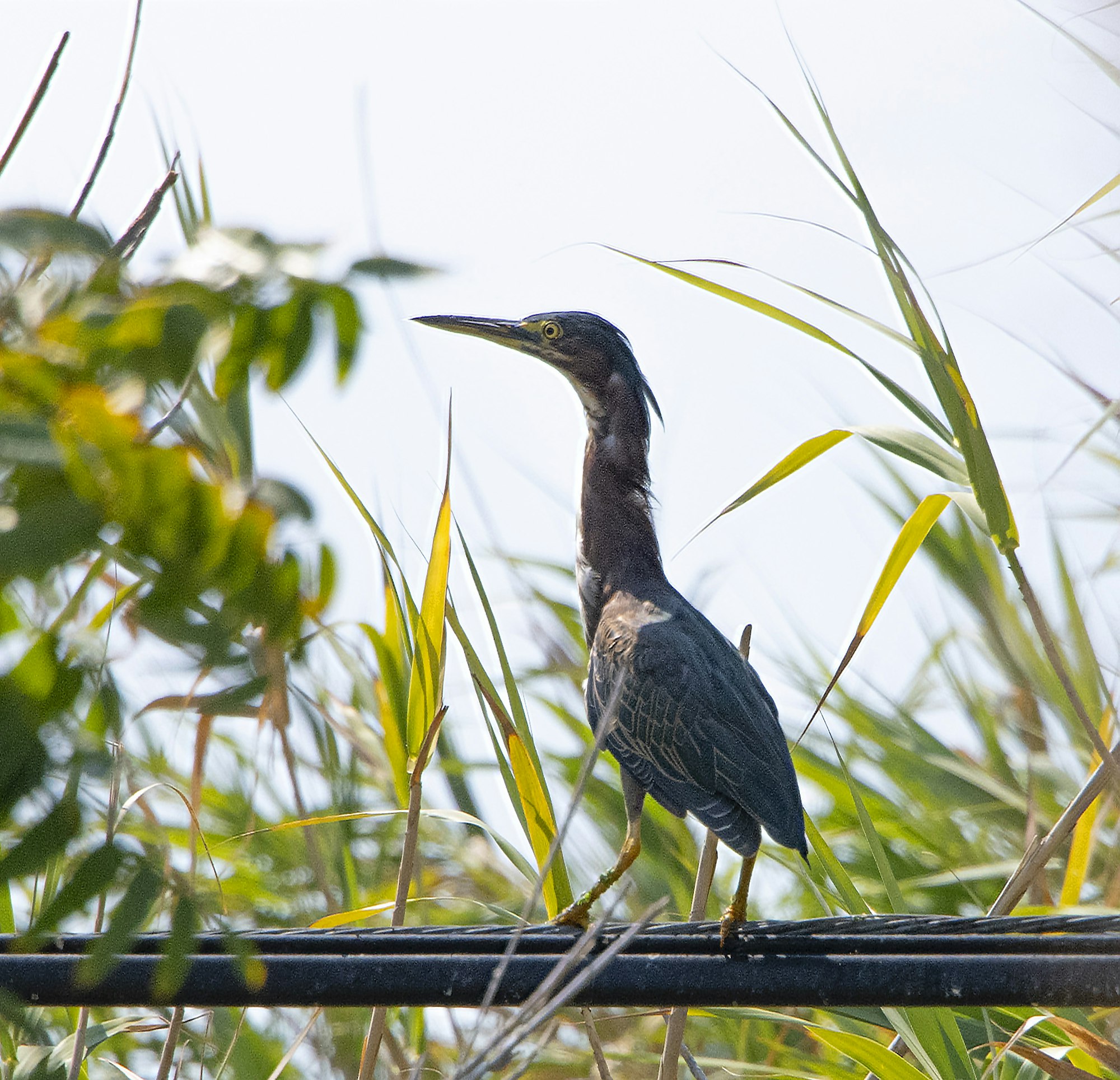 green heron