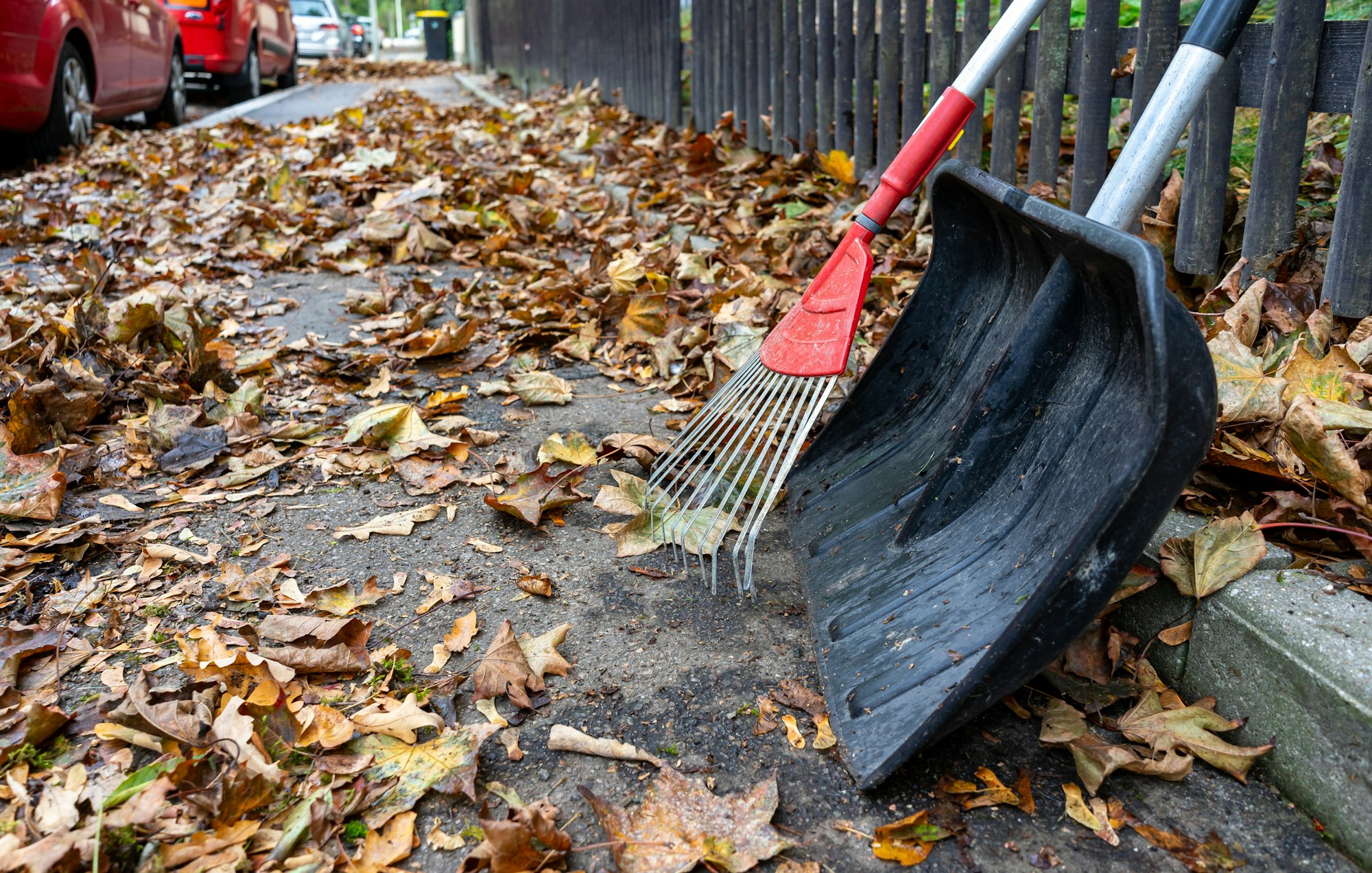 A rake and a shovel on a leaf-covered sidewalk.