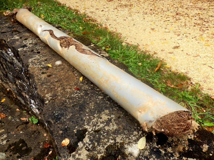 tree roots in broken pipe