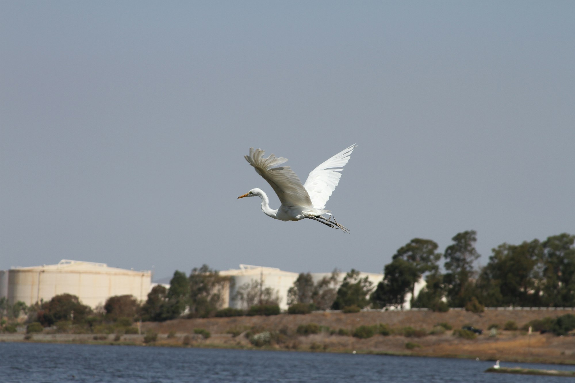 May contain: bird, animal, waterfowl, egret, heron, and ardeidae