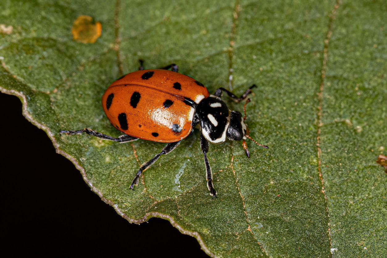 A close-up of a ladybug with an orange shell and black spots, perched on a green leaf.