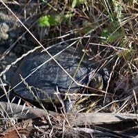 female turtle