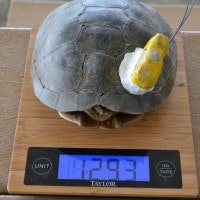 turtle project weight