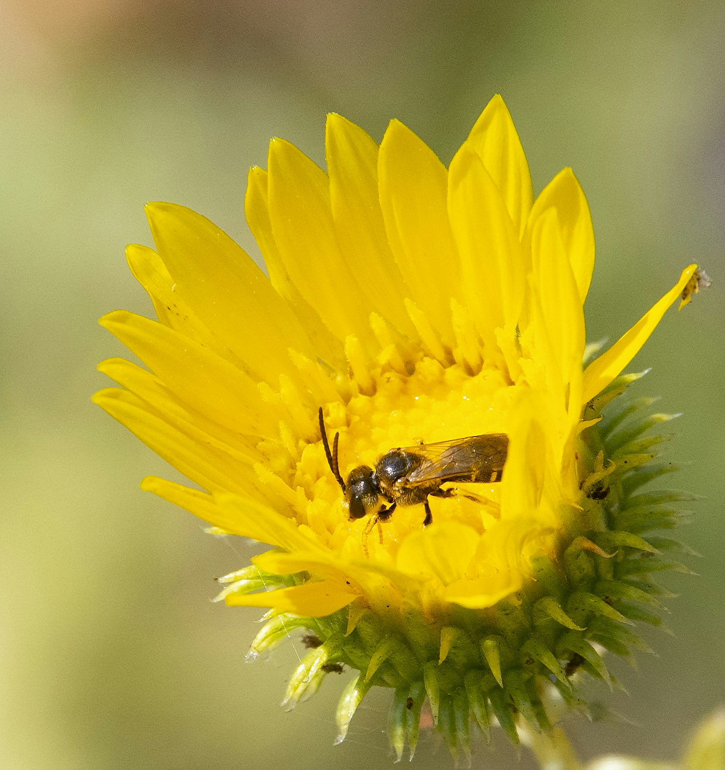 Marsh marigold flower with ligated furrow bee - photo by Hank Fabian