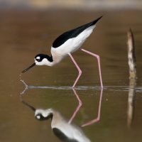 May contain: bird, stork, animal, crane bird, and waterfowl