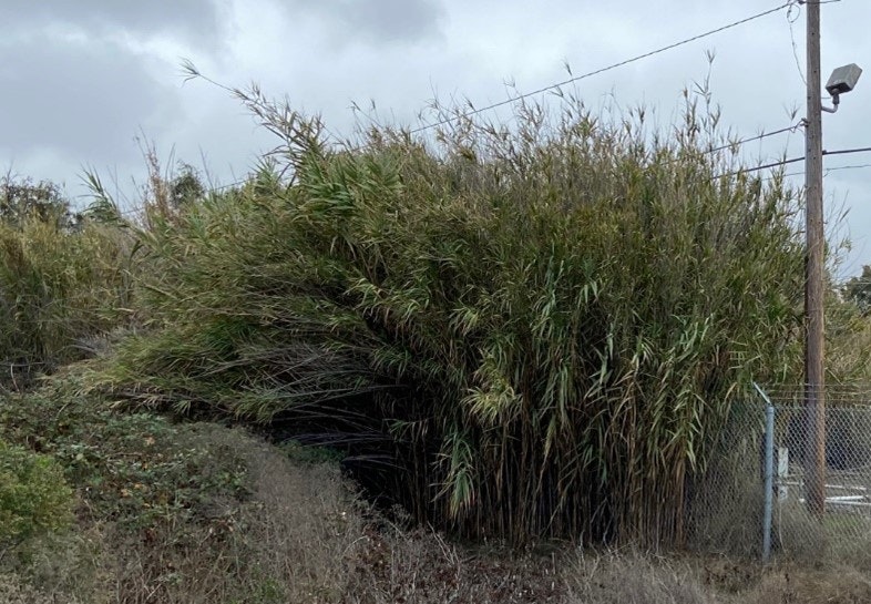 Arundo or giant reed