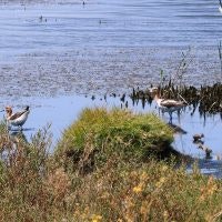 May contain: land, nature, outdoors, water, animal, waterfowl, and bird