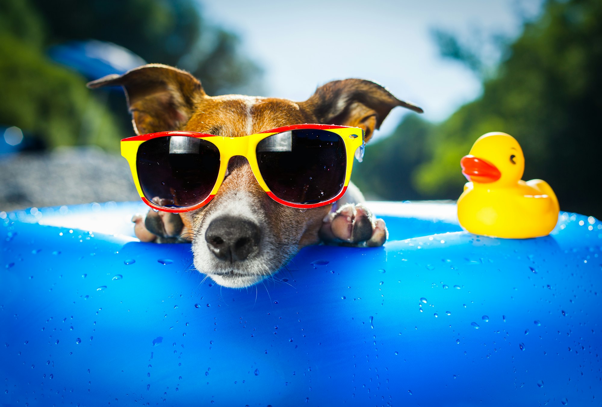Dog with yellow sunglasses on a blue float next to a rubber duck.
