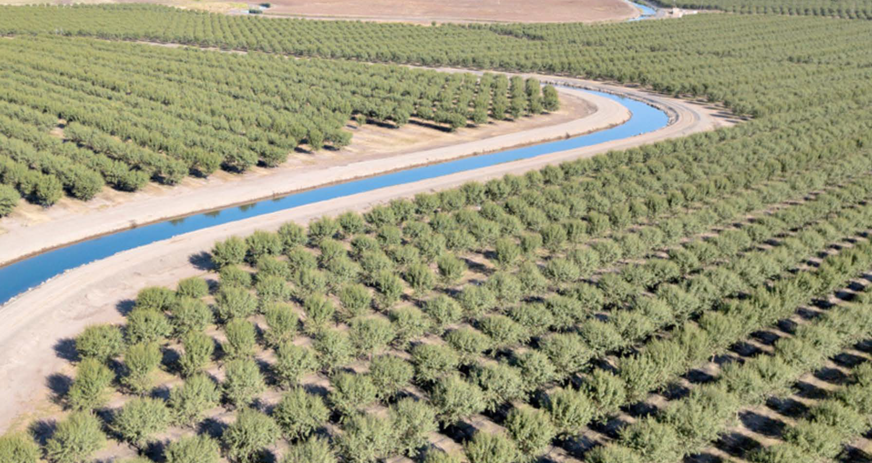 A winding irrigation canal flows through rows of green trees in a large orchard.