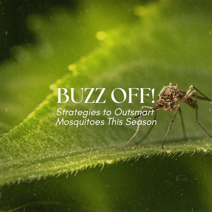 Close-up of a mosquito on a leaf with text: "BUZZ OFF! Strategies to Outsmart Mosquitoes This Season."