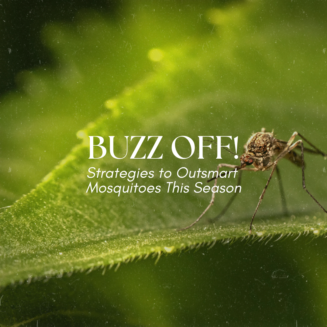 Close-up of a mosquito on a leaf with text: "BUZZ OFF! Strategies to Outsmart Mosquitoes This Season."
