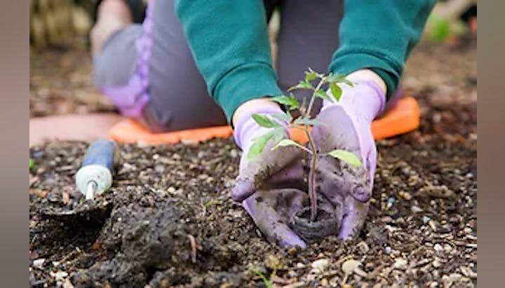 planting seedling