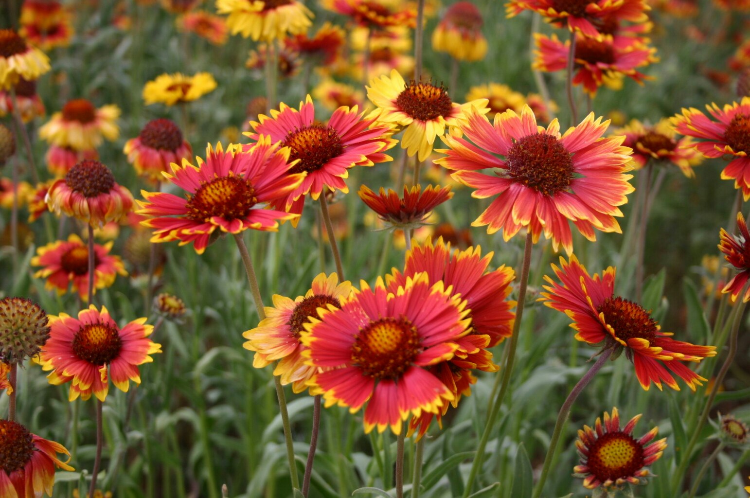 May contain: daisy, flower, plant, petal, and pollen