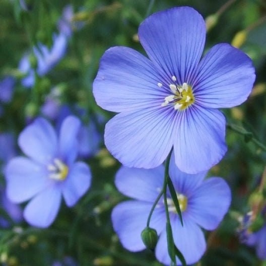 May contain: flax, flower, plant, anemone, petal, and geranium