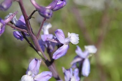 Purple and white flowers on a stem with green blurred background.