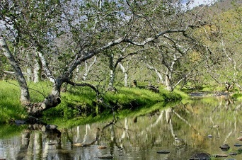 A tranquil creek with clear water reflects nearby trees and greenery under a soft, blue sky.