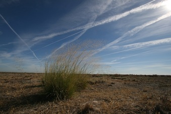 A bush on a dry landscape under a blue sky with several white contrails.