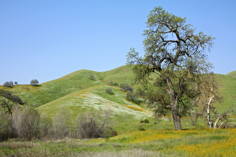 Rolling green hills with wildflowers and sparse trees under a clear blue sky.