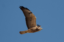 A bird of prey in flight against a clear blue sky.