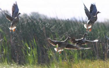 Four ducks taking flight from a marshy area with tall grasses and water droplets visible.